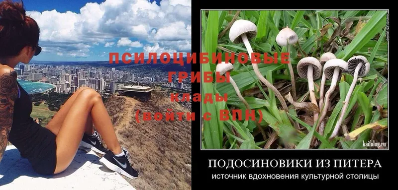 MEGA ссылки  Краснознаменск  Псилоцибиновые грибы MAGIC MUSHROOMS 